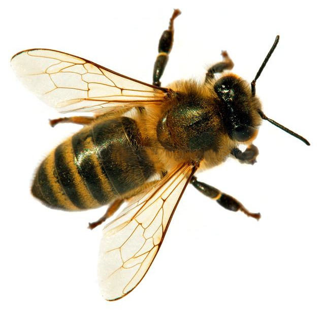 Honey Bee Image