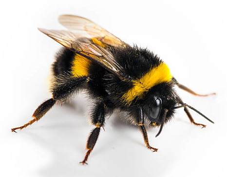 Bumble Bee Image