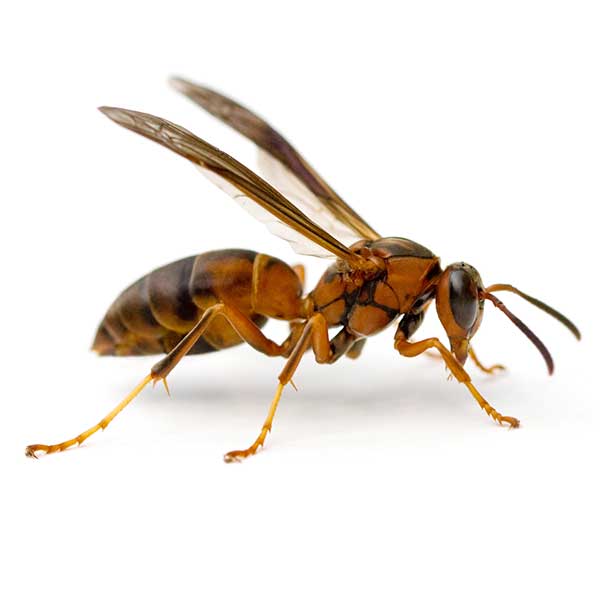 Paper Wasp Image